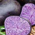 Purple Potato Seeds for Planting Outdoors, 60 Seeds True Potato Seeds Growing Potato Seeds