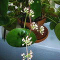 2 Money Plants Live, 5 to 6 Inc Long, Pilea Peperomioides Plant Live for Garden, Money Live Plants