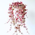 Ceropegia Woodii Variegated String of Hearts Live Plant, Rare Succulent Houseplant Indoor Home Decoration