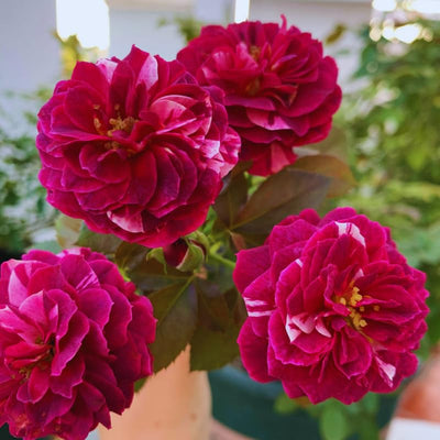 Climbing Roses Live Plant, Climbing Rose Plant Live, 5 to 7'' Tall, Fragrant Flower Bush Plants for Gardening (Purple Red)