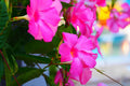 2 Pink Mandevilla Plants Live, Mandevilla Live Plant, Mandevilla Vine Plant, 4 to 6 Inc Tall, Shrub Plant Live for Indoor Outdoor, Mandevilla Plant Pot