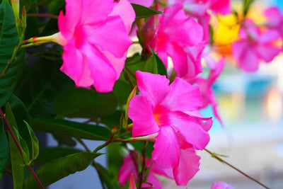 2 Pink Mandevilla Plants Live, Mandevilla Live Plant, Mandevilla Vine Plant, 4 to 6 Inc Tall, Shrub Plant Live for Indoor Outdoor, Mandevilla Plant Pot