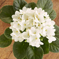 White African Violet Plant Live, 4 Inch Pot, Indoor Flowering Plant