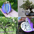 Akebia Quinata Chocolate Vine Plant, Perennial Flower Climbing Vines, Hardy Akebia Quinata Live Plant in 2.5'' Pot, 3-4 Inch Tall, Rare Edible Fruit Tree