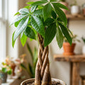 Money Tree, Live Money Tree Houseplant, 6-10 Inc Tall, Air Purifying, Easy Care Indoor Plant, Ideal for Living Room, Office Decoration