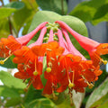 Honeysuckle Live Plant, Fragrant Honeysuckle Vines, Perennial Lonicera Bush for Outdoor Garden 3-6 Inches (Coral)