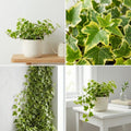 Gold Ivy Live Plant, Ivy Plant Live, 4 Inc Pot, 4-7 Inc Tall, Easy Care Trailing Indoor Houseplant for Hanging Baskets, Container Gardens
