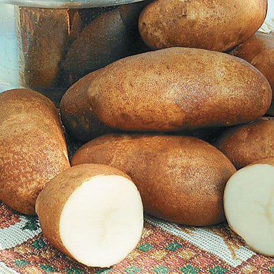 Russet Potato Seeds for Planting Outdoors, 60 True Potato Seeds, Heirloom