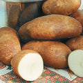 60 Potato Seeds for Planting Outdoors, Heirloom Russet Yellow TPS True Potato Seeds, Planting Potato from Seeds