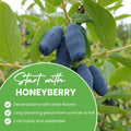 Honeyberry Plant, Honeyberry Plants Live, 4-8 Inc Tall, Haskap Berry Plant, Cold Hardy Berry Bush for Indoor Outdoor Garden