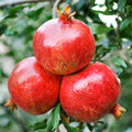 4 Sweet Pomegranate Trees Live Plants, Zones 7-10 Growing, Well-Rooted, 5-9 Inches Tall, Large Sweet Fruit for Your Garden