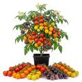 Mix Color Cherry Tomato Live Plants, 2 Plant Per Pot