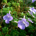 Pack of 4 Concord Blue Streptocarpella Plants Live, Common Flowers Starter Size 4-6", Streptocarpus False African Violet, Ladyslipper Primose Indoor Outdoor Planting