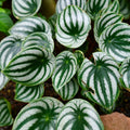 Peperomia Live Plant, Watermelon Peperomia Plant Live Houseplants, Live Peperomia Plant 4 Inches Potted Indoor Ornamental Plant
