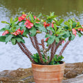 Red Crown of Thorns Plants Live, Crown of Thorns Live Plant, Euphorbia Milii Plants, 4 Inc Potted