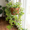 Wandering Jew Tradescantia Velvet Plant Live in 3.5" Pot, Cold Hardy, Indoor Outdoor Spring Planting