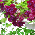 Akebia Quinata Chocolate Vine Plant, Perennial Flower Climbing Vines, Hardy Akebia Quinata Live Plant in 2.5'' Pot, 3-4 Inch Tall, Rare Edible Fruit Tree