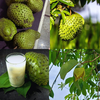 Soursop Tree Live Plant, Annona Muricata Soursop Plant Live, 5 to 8 Inches, Guanabana Fruit Tree
