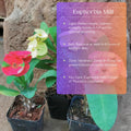Pink Crown of Thorns Plant Live in Pot, Euphorbia Milii Live Plants Very Hardy Houseplant Home Decoration, Year Round Blooming