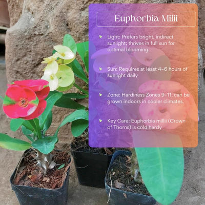 Yellow Crown of Thorns Plant Live in Pot, Euphorbia Milii Live Plants Very Hardy Houseplant Home Decoration, Year Round Blooming