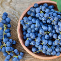 Seedless Grape Vine Live Plant for Planting, 6-10" Potted, Cold Hardy, Spring Fast-Growing and High Yielding (Large Blue-Black Grapes Variety)