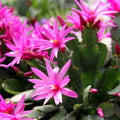 Pink Easter Cactus Live Plant, Hardy Perennial Easter Cactus, Vibrant Pink Blooming Spring Cactus, Indoor Houseplant, Flowering Holiday Cactus, 4–6 Inch Tall