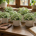 Polka Dot Live Plant, Polka Dot Plant, Small Indoor Plants, 2.5 Inches Pot for Indoor or Outdoor Houseplant (White)