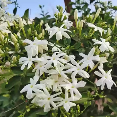 Set 2 Jasmine Plants Trees Live, 4 to 6 Inc, Fragrant Jasmine Plant Indoor Outdoor Plant Live, White Flower