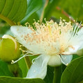 Guava Tree Live Plant, Tropical Guava Fruit Seedling, 5-9” Height, in Pot for Planting Home Garden (White Guava)