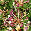 Honeysuckle Live Plant, Fragrant Honeysuckle Vines, Perennial Lonicera Bush for Outdoor Garden 3-6 Inches (Yellow Pink)