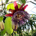 2 High Yield Passion Fruit Plants Live, Deep Purple Climbing Passion Vine Tree Live Plant for Outdoor Growing, 5-9" in Tall, Fast Growing Perennial Sweet and Edible Fruits