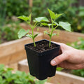 Set 2 Green Cucumber Plants Live, 4-7'' Tall, Vine Vegetable Plant Starter