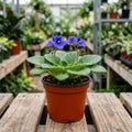 African Violet Plant, Violet Live Plant, 3-5 Inc Tall, Blue Blooms