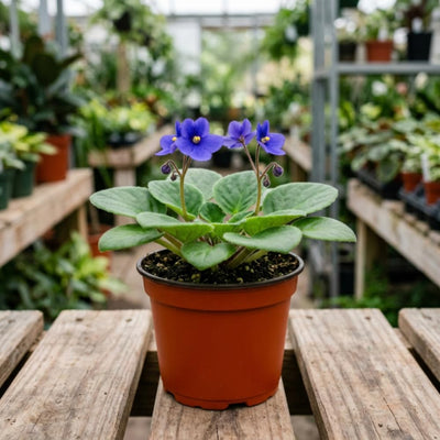 African Violet Plant, Violet Live Plant, 3-5 Inc Tall, Blue Blooms
