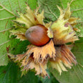 Hazelnut Tree Live Plant 1-2ft Tall, Hazelnut Bushes Plant