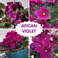 African Violet Live Plant in 4 Inch Pot, Flowering Houseplant, Easy Care Indoor Plant with Vibrant Blooms (Bright African Violet)