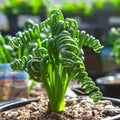 Frizzle Sizzle Albuca Plant Live in 3 Inc Pot, Albuca Live Plant Rare Succulent Plant Curly Grass Ready to Grow