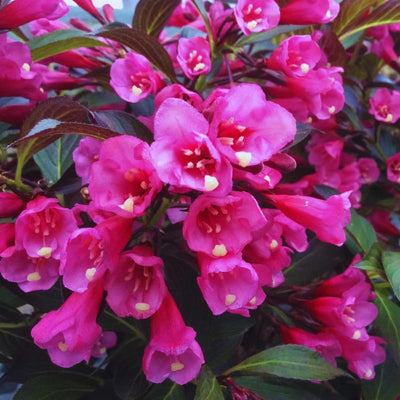 Live Weigela Plant Bush Shrub - Outdoors or Bonsai - Hardy - Purple to Pink Blooms - 4" Pot