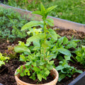 Set 4 Peppermint Plants, 4 to 7 Inch Tall Herb Starter Plant, Without Pot, Live Peppermint Plant for Patio and Garden, Culinary Herbs Fragrant Leaves