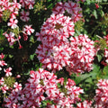 Pack 3 Bicolor Red White Verbena Plants Live Perennial Ground Cover, No Pot, 5-9" in Tall, Can Grow As Trailing Bushes, Spring Flowers