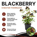 Chester Thornless BlackBerry Live Plant, 5-8" Tall, Hardy BlackBerry Bush, Sweet BlackBerry Fruit Plants Live for Planting in Garden, No Pot
