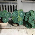 Stephania Cephalantha Bulb Size 3 to 3.5" Wide, Large Size for Fast Growing Stephania Plant Indoor Outdoor, Erecta Caudex Like, Rare Succulent Houseplant
