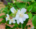 Fragrant Mock Orange Plants Tree Live Shrub House Plant Mock Orange Bush, Philadelphus Plant in Pot, 5-10 Inc Tall