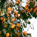 Persimmon Tree Plant Live, Fruit Tree, 1-2 Ft Tall