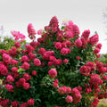 White to Pink Hydrangea Bush Plant Tree Live Shrub, 5-12" Starter Plant Hydrange Tree Plants, Dormant No Leaf in Winter, Cold Hardy Temperate
