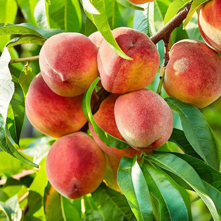 Seedling Peach Tree Live Plant, 6 to 11 Inches in Tall for Growing, Peachs Fruit Trees Cold Hardy, No CA