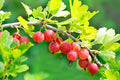 Gooseberry Plant Live for Planting, Gooseberry Tree Edible Berries Starter Plant, Gooseberry Fruits Shrub 5-9 Inc Tall