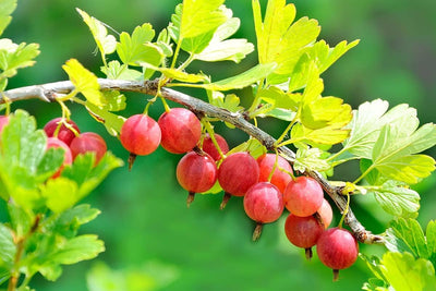 Gooseberry Plant Live for Planting, Gooseberry Tree Edible Berries Starter Plant, Gooseberry Fruits Shrub 5-9 Inc Tall