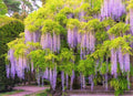 Purple Wisteria Vine Plant, Wisteria Tree Live, 2.5 Pot, 6 to 13 Inc Tall, Well Rooted, Ready to Plant