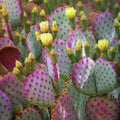 Purple Prickly Pear Plant, Prickly Pear Cactus Live Plant, 3-5 Inch, Outdoor Growing